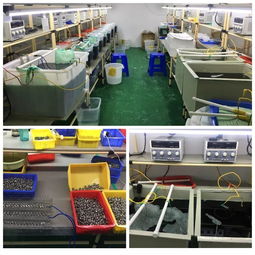 龍崗區(qū)一電鍍黑工廠因擅自生產(chǎn)被查處